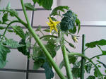 20090621083405.jpg