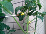 20090622061145.jpg