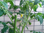 20090622061359.jpg