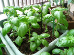 20090622061507.jpg