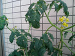20090627123830.jpg
