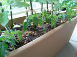 20090627131950.jpg
