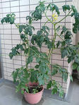 20090627123741-edited.jpg