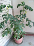 20090627123904-edited.jpg