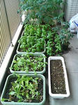 20090627123403-edited.jpg