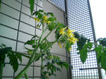 20090701062340.jpg