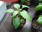 20090703065743.jpg