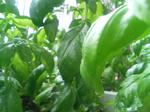 20090703065854.jpg