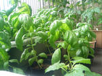 20090703065813.jpg
