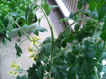20090705161846.jpg