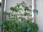 20090705161922.jpg
