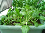 20090705172527.jpg