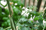 DSC_1067-edited.jpg