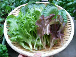 20090718180028.jpg