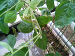 20090721061437.jpg