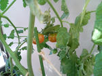 20090727061925.jpg