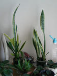 20090730070338.jpg