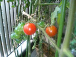 20090731055323.jpg