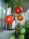20090731055359.jpg
