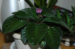 DSC_1149-edited.jpg