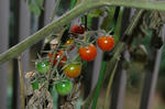 DSC_1176-edited.jpg