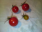 20090811-edited.jpg