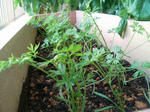 20090827055024-edited.jpg