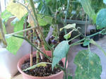 20090827055106-edited.jpg