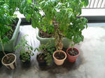 20090828062257-edited.jpg