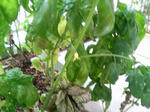20090828062331-edited.jpg