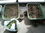 20090923114704-edited.jpg
