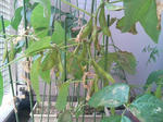 20090923115841-edited.jpg