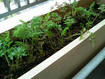 20091002065445-edited.jpg