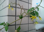 20091002065410-edited.jpg