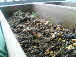 20091005061326-edited.jpg