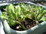 20091101100635-edited.jpg