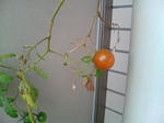 20091101100738-edited.jpg
