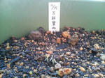 20091127065447-edited.jpg