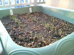 20091204070306-edited.jpg