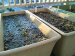 20091204070342-edited.jpg