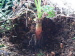 20091213120230.jpg