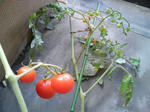 20100313121709.jpg