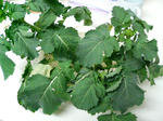20100321161129.jpg