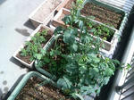 20100411102029-edited.jpg