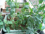 20100417164809-edited.jpg