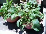 20100425111330-edited.jpg