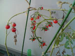 20100425111830-edited.jpg