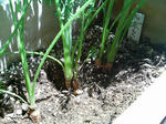 20100509115210-edited.jpg