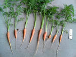 20100509121300-edited.jpg