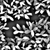 s-leaf1.jpg